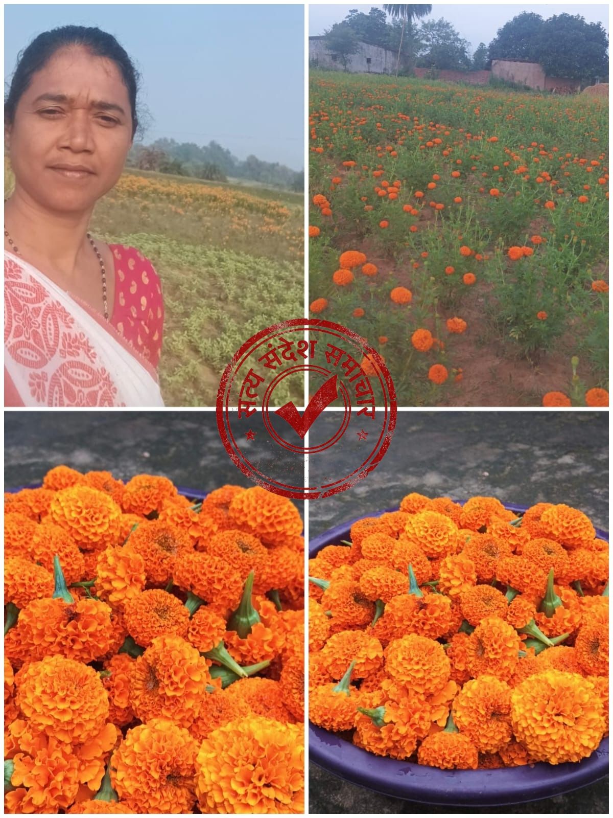 सिमडेगा: करमटोली की विमला लकड़ा ने 2500 गेंदा पौधों से बनाई पहचान, त्योहारों में स्थानीय फूल खरीदने की अपील